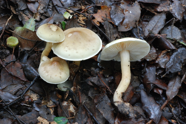 uscita prima della nevicata